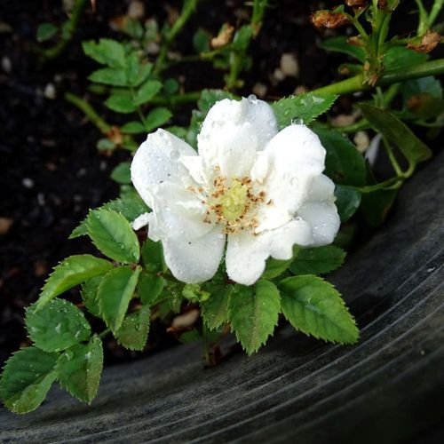 Virágágyi floribunda rózsa - Rózsa - White Diamond® - Online rózsa rendelés